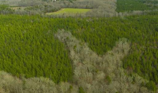 Photo of UNDER CONTRACT!!  137.93 Acres of Investment Timber Land for Sale in Person County  NC!