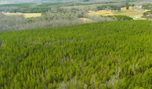 Photo of UNDER CONTRACT!!  137.93 Acres of Investment Timber Land for Sale in Person County  NC!