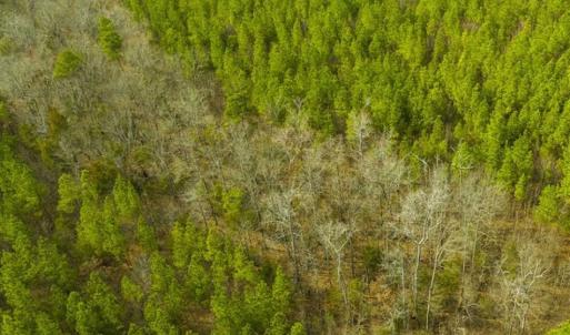 Photo of UNDER CONTRACT!!  137.93 Acres of Investment Timber Land for Sale in Person County  NC!