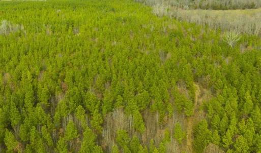 Photo of UNDER CONTRACT!!  137.93 Acres of Investment Timber Land for Sale in Person County  NC!