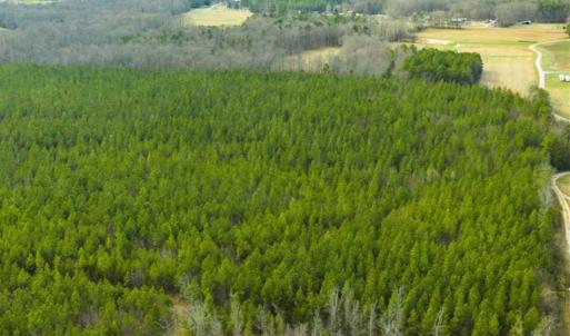 Photo of UNDER CONTRACT!!  137.93 Acres of Investment Timber Land for Sale in Person County  NC!