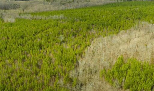 Photo of UNDER CONTRACT!!  137.93 Acres of Investment Timber Land for Sale in Person County  NC!