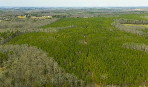 Photo of UNDER CONTRACT!!  137.93 Acres of Investment Timber Land for Sale in Person County  NC!