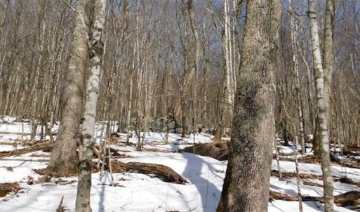 Photo of 3 Acres of Residential Land for Sale in Grayson County VA!
