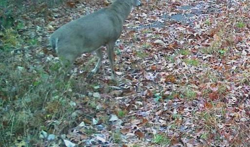 Photo of SOLD!!  74 Acres of Hunting and Recreational Land For Sale in Bland County VA!