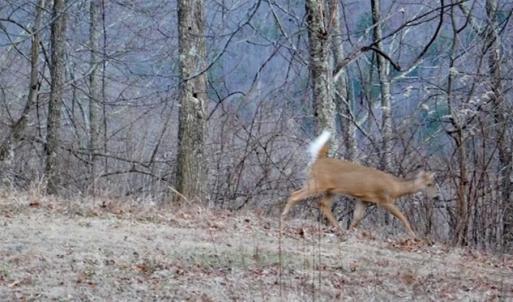 Photo of SOLD!!  74 Acres of Hunting and Recreational Land For Sale in Bland County VA!