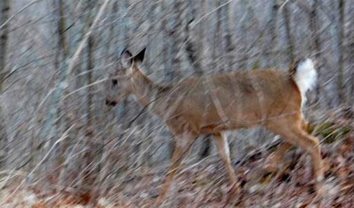 Photo of SOLD!!  74 Acres of Hunting and Recreational Land For Sale in Bland County VA!