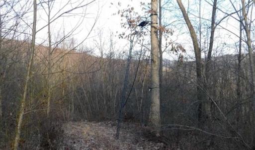 Photo of SOLD!!  74 Acres of Hunting and Recreational Land For Sale in Bland County VA!