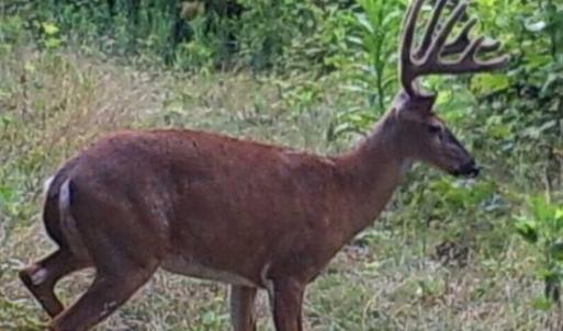 Photo of SOLD!!  74 Acres of Hunting and Recreational Land For Sale in Bland County VA!