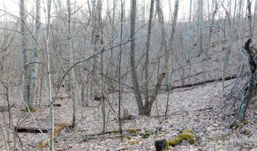 Photo of SOLD!!  74 Acres of Hunting and Recreational Land For Sale in Bland County VA!