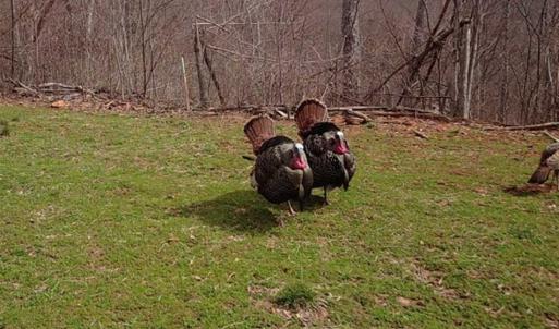 Photo of SOLD!!  74 Acres of Hunting and Recreational Land For Sale in Bland County VA!
