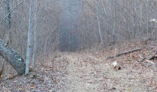 Photo of SOLD!!  74 Acres of Hunting and Recreational Land For Sale in Bland County VA!