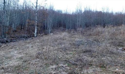 Photo of SOLD!!  74 Acres of Hunting and Recreational Land For Sale in Bland County VA!