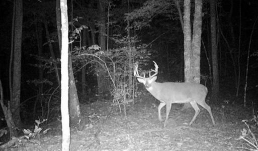 Photo of SOLD!!  74 Acres of Hunting and Recreational Land For Sale in Bland County VA!