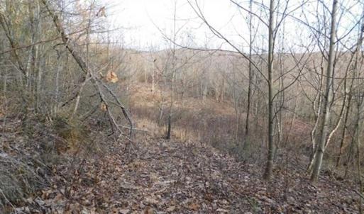 Photo of SOLD!!  74 Acres of Hunting and Recreational Land For Sale in Bland County VA!