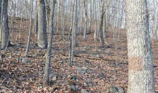 Photo of SOLD!!  74 Acres of Hunting and Recreational Land For Sale in Bland County VA!