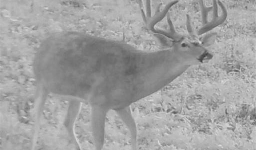 Photo of SOLD!!  74 Acres of Hunting and Recreational Land For Sale in Bland County VA!