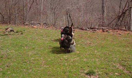 Photo of SOLD!!  74 Acres of Hunting and Recreational Land For Sale in Bland County VA!