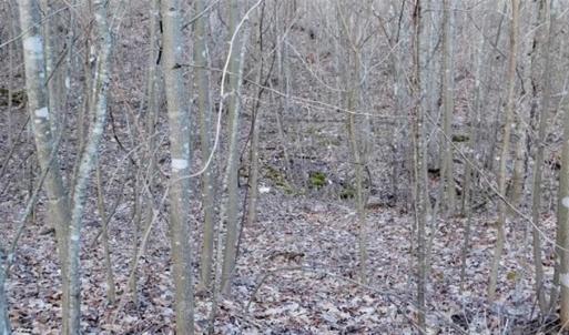 Photo of SOLD!!  74 Acres of Hunting and Recreational Land For Sale in Bland County VA!