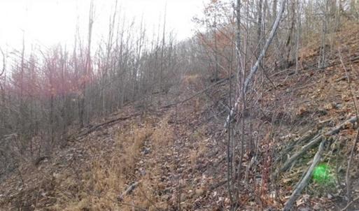 Photo of SOLD!!  74 Acres of Hunting and Recreational Land For Sale in Bland County VA!