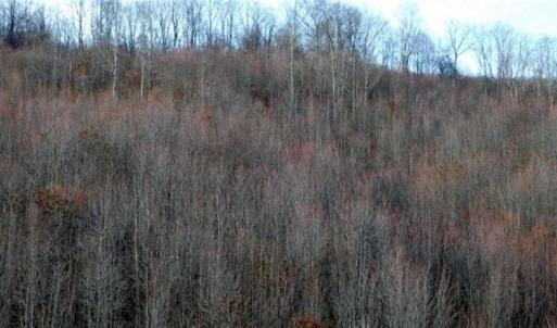 Photo of SOLD!!  74 Acres of Hunting and Recreational Land For Sale in Bland County VA!