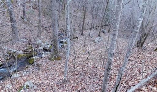 Photo of SOLD!!  74 Acres of Hunting and Recreational Land For Sale in Bland County VA!