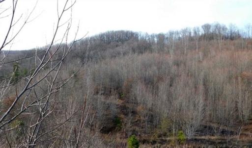 Photo of SOLD!!  74 Acres of Hunting and Recreational Land For Sale in Bland County VA!