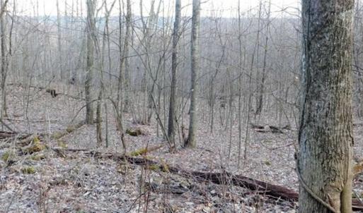 Photo of SOLD!!  74 Acres of Hunting and Recreational Land For Sale in Bland County VA!