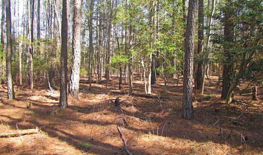 Photo of 27 Acres of  Waterfront Property For Sale in Accomack County VA!