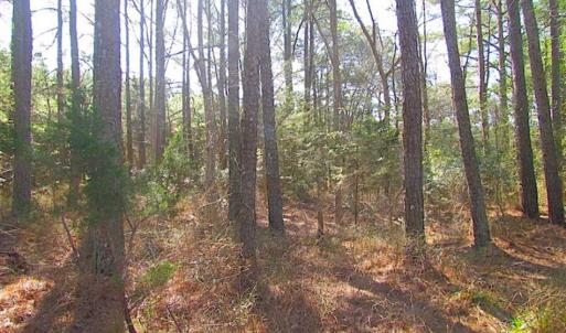 Photo of 27 Acres of  Waterfront Property For Sale in Accomack County VA!