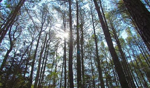 Photo of 27 Acres of  Waterfront Property For Sale in Accomack County VA!