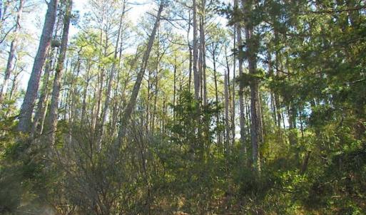 Photo of 27 Acres of  Waterfront Property For Sale in Accomack County VA!