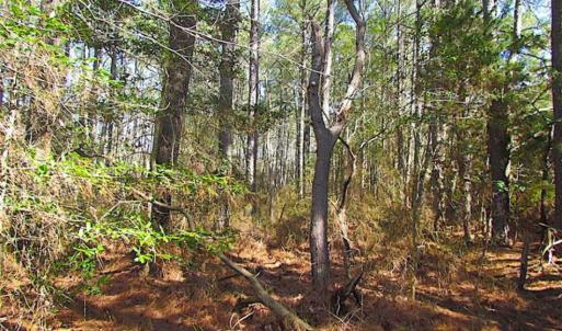 Photo of 27 Acres of  Waterfront Property For Sale in Accomack County VA!