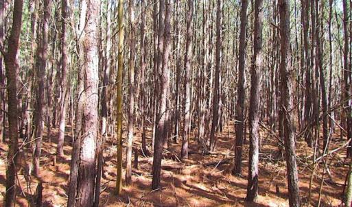 Photo of 27 Acres of  Waterfront Property For Sale in Accomack County VA!