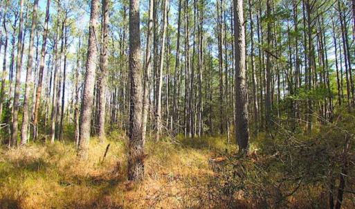 Photo of 27 Acres of  Waterfront Property For Sale in Accomack County VA!