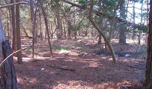 Photo of 27 Acres of  Waterfront Property For Sale in Accomack County VA!