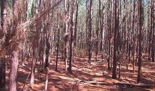 Photo of 27 Acres of  Waterfront Property For Sale in Accomack County VA!