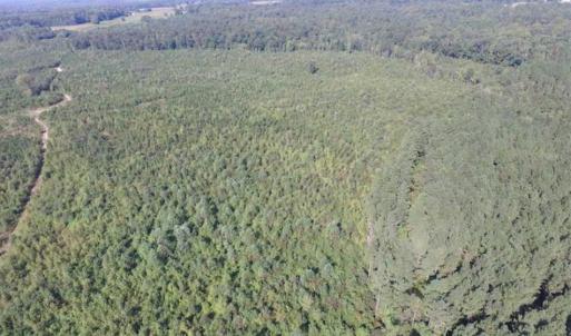 Photo of REDUCED!  103 Acres of Hunting and Investment Land For Sale in Dinwiddie County VA!