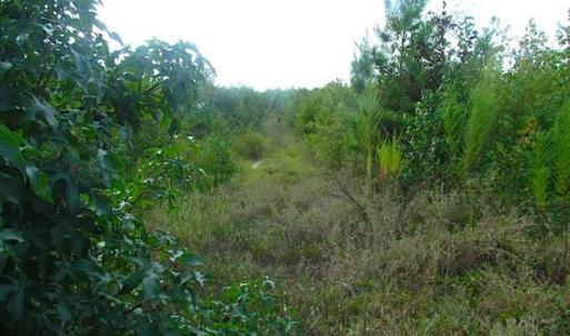 Photo of REDUCED!  103 Acres of Hunting and Investment Land For Sale in Dinwiddie County VA!