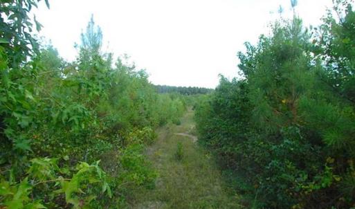 Photo of REDUCED!  103 Acres of Hunting and Investment Land For Sale in Dinwiddie County VA!