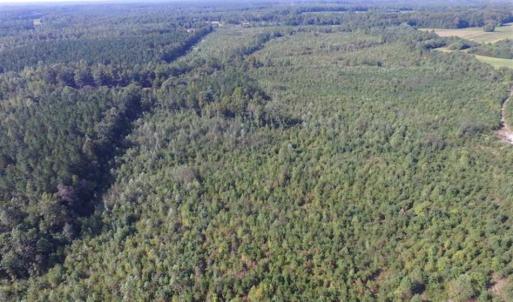 Photo of REDUCED!  103 Acres of Hunting and Investment Land For Sale in Dinwiddie County VA!