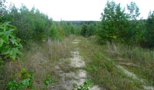 Photo of REDUCED!  103 Acres of Hunting and Investment Land For Sale in Dinwiddie County VA!