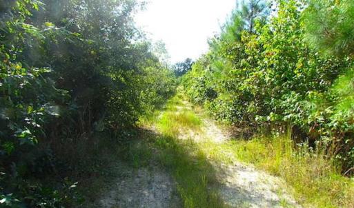 Photo of REDUCED!  103 Acres of Hunting and Investment Land For Sale in Dinwiddie County VA!