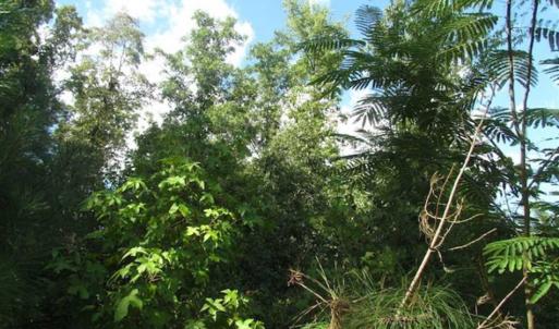 Photo of REDUCED!  103 Acres of Hunting and Investment Land For Sale in Dinwiddie County VA!
