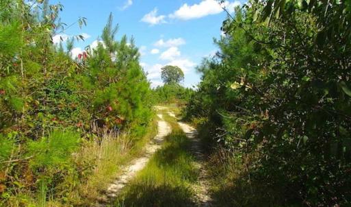 Photo of REDUCED!  103 Acres of Hunting and Investment Land For Sale in Dinwiddie County VA!