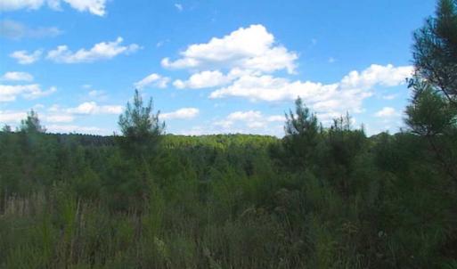 Photo of REDUCED!  103 Acres of Hunting and Investment Land For Sale in Dinwiddie County VA!