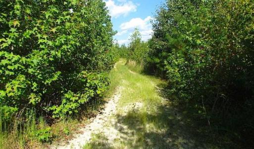 Photo of REDUCED!  103 Acres of Hunting and Investment Land For Sale in Dinwiddie County VA!
