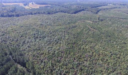 Photo of REDUCED!  103 Acres of Hunting and Investment Land For Sale in Dinwiddie County VA!