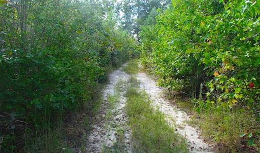 Photo of REDUCED!  103 Acres of Hunting and Investment Land For Sale in Dinwiddie County VA!
