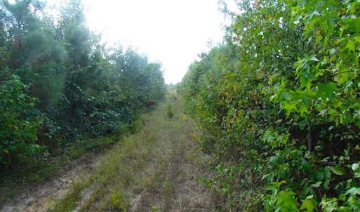 Photo of REDUCED!  103 Acres of Hunting and Investment Land For Sale in Dinwiddie County VA!